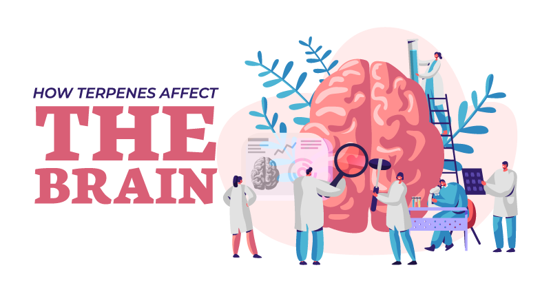 How-Terpenes-Affect-the-Brain-Banner